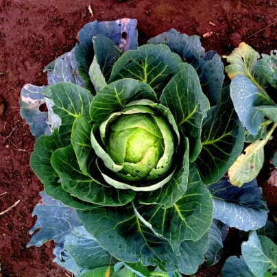 Zelí bílé Brunswijker - Brassica oleracea - semena - 150 ks