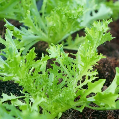 Mizuna Waido - japonská hořčice - Brassica campestris Japonica - semena - 30 ks