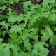 Namenia - Brassica rapa - semena - 200 ks