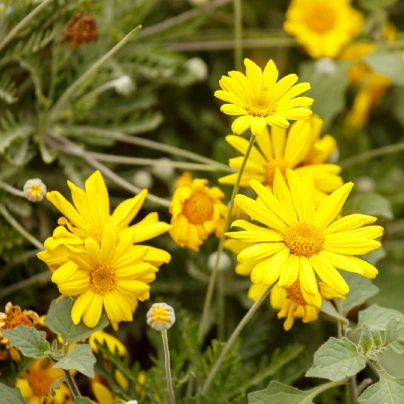 Chryzantéma jedlá - Chrysanthemum coronarium - semena - 400 ks