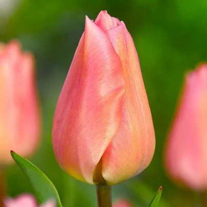 Tulipán Apricot Beauty - Tulipa - cibuloviny - 3 ks