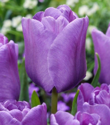 Tulipán Blue Aimable - Tulipa - cibuloviny - 3 ks