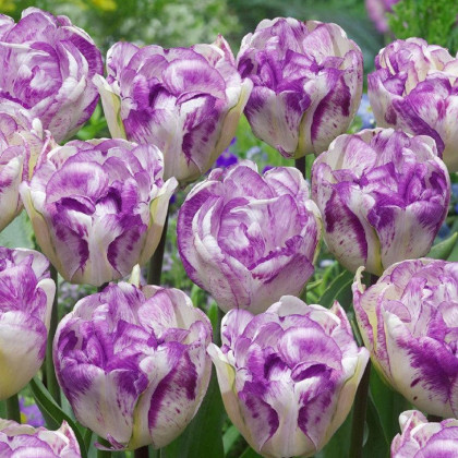 Tulipán plnokvětý Double Shirley - Tulipa - cibuloviny - 3 ks