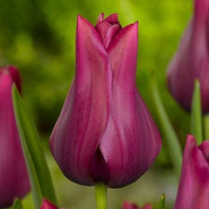 Tulipán Merlot - Tulipa - cibuloviny - 3 ks