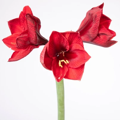 Hvězdník Benfica - Hippeastrum - cibuloviny - 1 ks