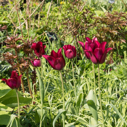 Tulipán Merlot - Tulipa - cibuloviny - 3 ks