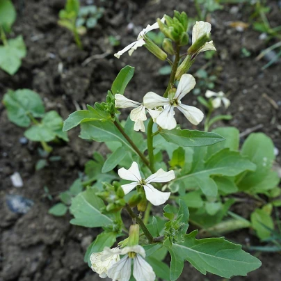 Roketa setá Dentelata - Eruca vesicaria - semena - 200 ks