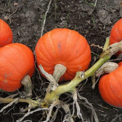 Tykev Amoro - Cucurbita Maxima Duchesne - semena - 5 ks