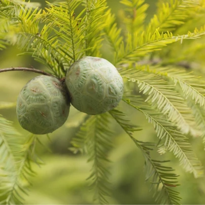 Tisovec dvouřadý - Taxodium distichum - semena - 5 ks