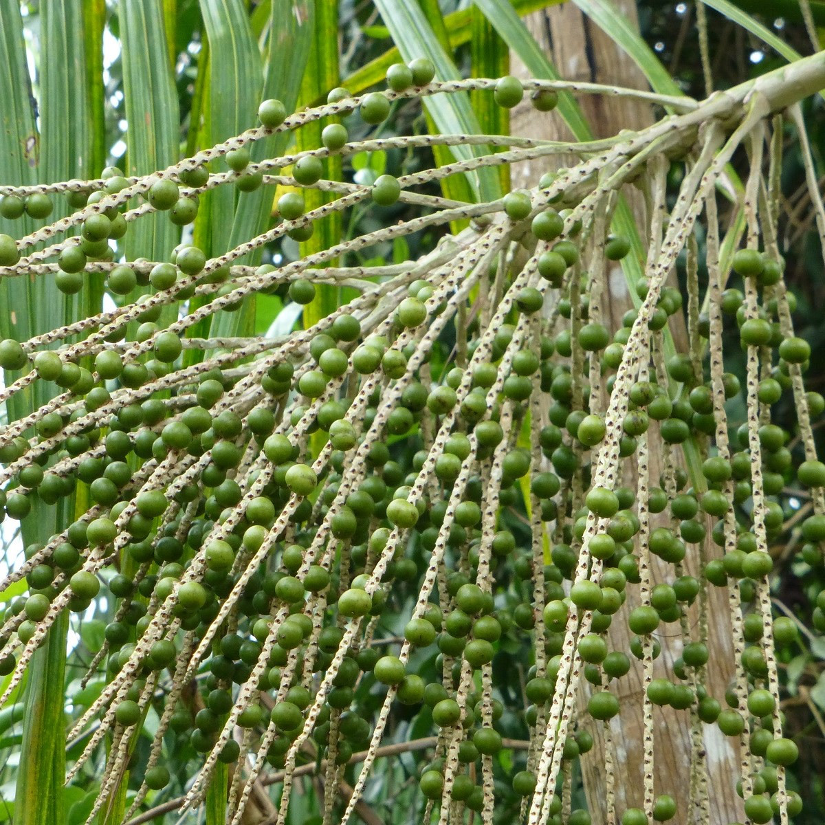 Palma Acai - Euterpe oleracea - semena - 2 ks