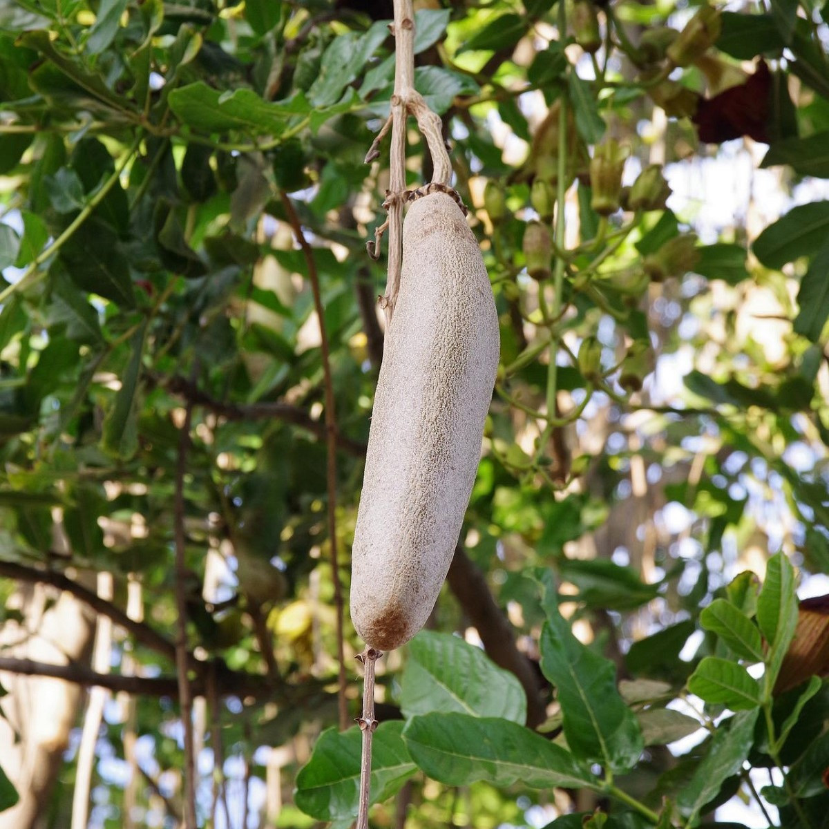 Salámový strom - Kigelia africana - semena - 4 ks