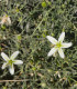 Routa stepní - Peganum harmala - semena - 30 ks