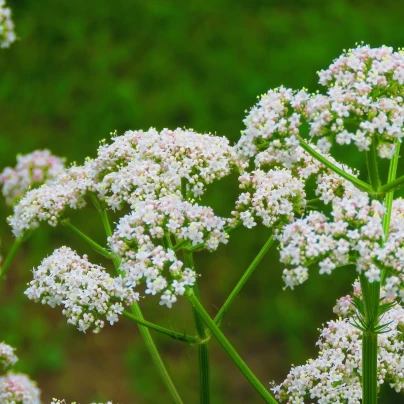 Anýz - Pimpinella anisum - semena - 250 ks