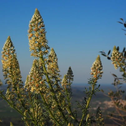 Rezeda vonná velkokvětá - Reseda odorata - semena - 350 ks