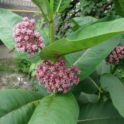 Klejicha hedvábná - Asclepias syriaca - semena - 20 ks