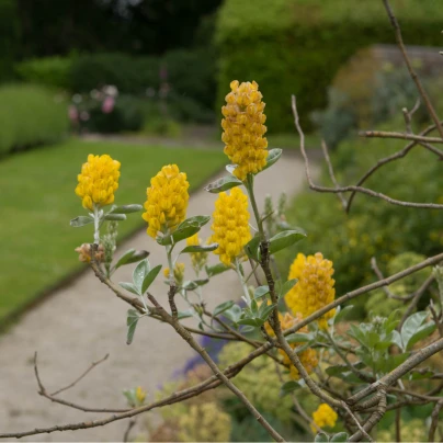 Stříbrocist Batandierův - Pineapple broom - Argyrocytisus battandieri - semena - 6 ks