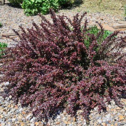 Červený dráč - Berberis thunbergii Atropurpurea - semena - 5 ks