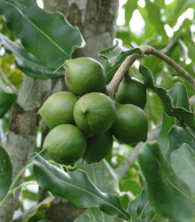 Makadamské oříšky - Macadamia integrifolia - semena - 2 ks