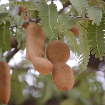 Tamarind indický - Tamarindus indica - semena - 5 ks