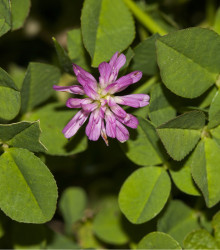 Jetel zvrácený - Trifolium resupinatum - semena - 100 ks