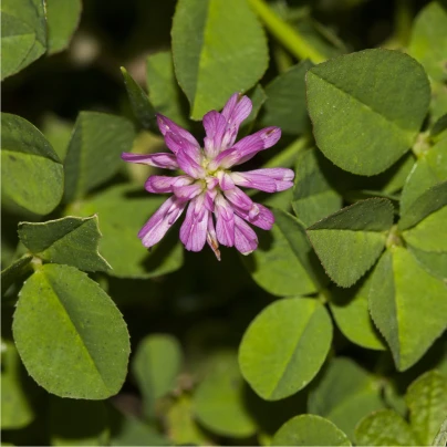 Jetel zvrácený - Trifolium resupinatum - semena - 100 ks