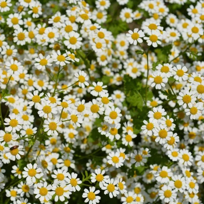 Řimbaba obecná Golden Feverfew - Chrysanthemum parthenium aureum - semena - 400 ks