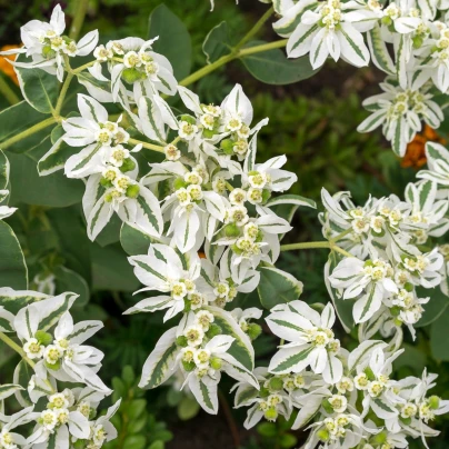 Pryšec vroubený - Euphorbia marginata - semena - 20 ks