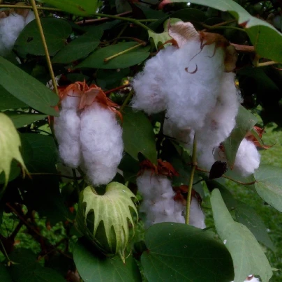 Bavlník bylinný - Gossypium herbaceum - semena - 6 ks