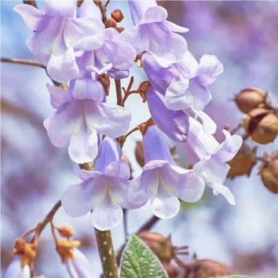 Paulovnie fortuneova - Paulownia fortunei - semena - 15 ks