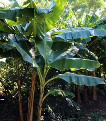 Banánovník Sikkism - Musa sikkimensis - semena - 3 ks