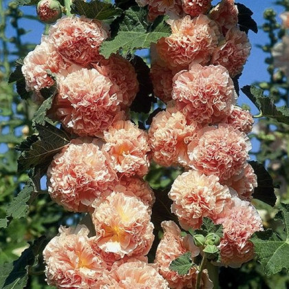 Topolovka oranžová Chaters - Alcea rosea - semena - 7 ks
