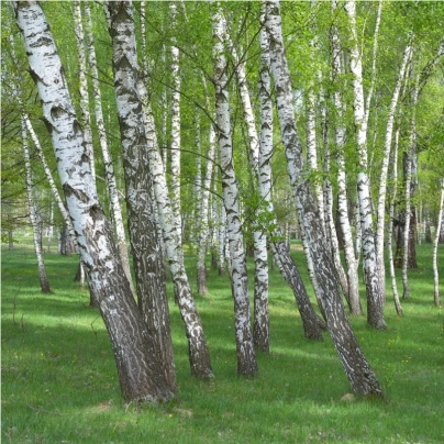 Bříza bělokorá - Betula pendula - semena - 15 ks