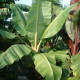 Banánovník Cheesmanii - Musa cheesmanii - semena - 3 ks