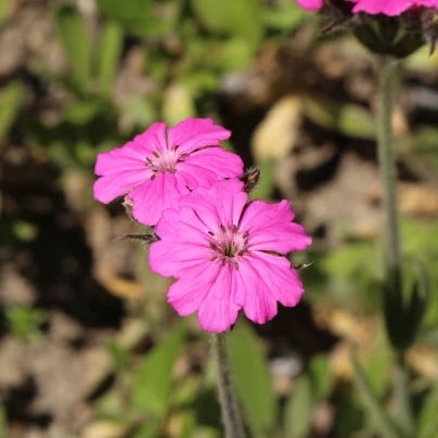 Kohoutek alpský - Lychnis alpina - semena - 20 ks