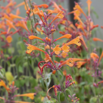 Agastache Apricot Sprite - Agastache aurantiaca - semena agastache - 20 ks