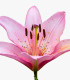 Lilie Pink Pixie - Lilium - cibuloviny - 1 ks