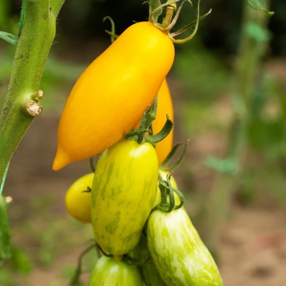 BIO Rajče Banana Legs - Solanum lycopersicum - bio semena - 7 ks