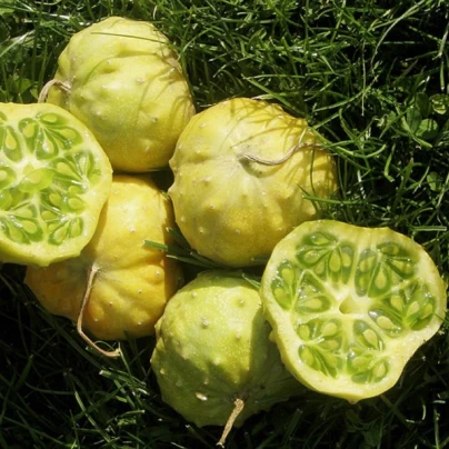 Kiwano Jelly Rund - Cucumis metuliferus - semena - 8 ks