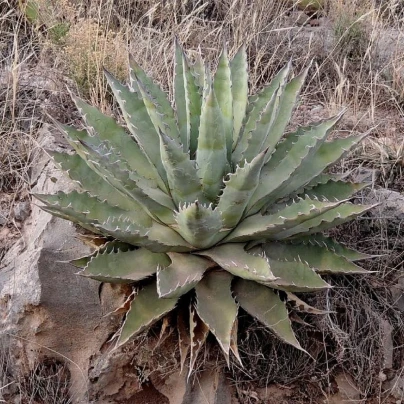 Agáve chrysantha - Agave - semena - 10 ks