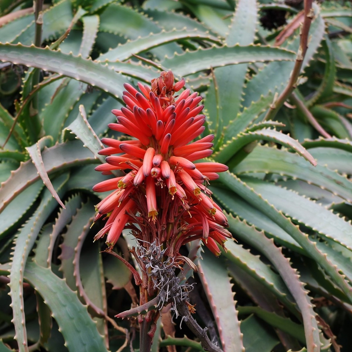Aloe stromovitá - Aloe arborescens - semena - 6 ks