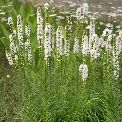 Šuškarda klasnatá Floristan White - Liatris spicata - semena - 20 ks