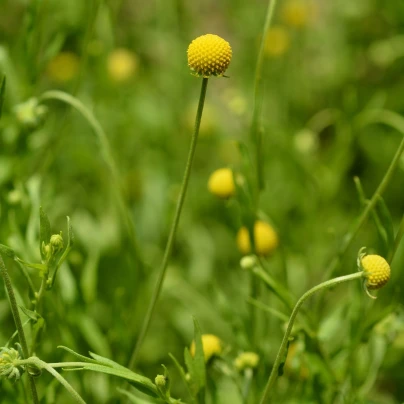 Jahodová tráva - Cephalophora aromatica - semena - 10 ks