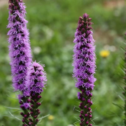 Šuškarda klasnatá Floristan Violet - Liatris spicata - semena - 20 ks