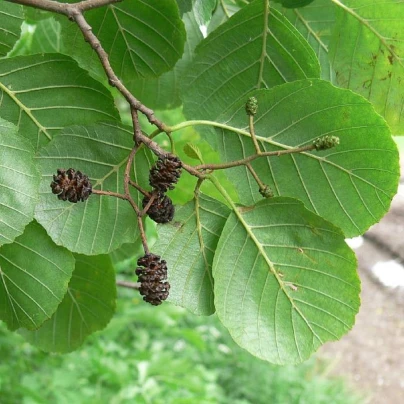 Olše lepkavá - Alnus glutinosa - semena - 8 ks