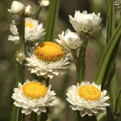 Slaměnka křídlatá - Ammobium alatum grandiflorum - semena - 100 ks