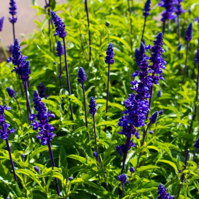 Šalvěj transylvanská Blue Spires - Salvia transylvanica - semena - 12 ks