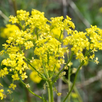 Rukevník východní - Bunias orientalis - semena - 6 ks