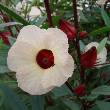 Ibišek súdánský - Hibiscus sabdariffa - semena - 8 ks