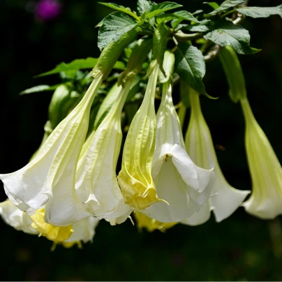 Brugmansie bílá - Andělská trubka bílá - Brugmansia arborea - semena - 10 ks