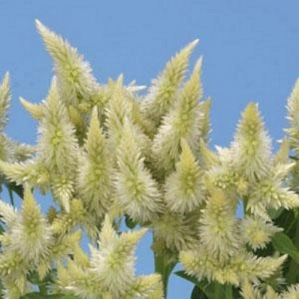 Nevadlec klasnatý bílý - Celosia spicata - semena - 10 ks